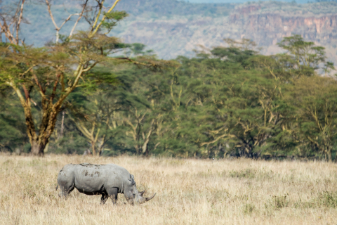 플리어와 WWF의 키파루 보존 프로젝트는 검은 코뿔소의 야생 개체수를 증가 시키는 것을 목표로 하고 있다.  오늘날 야생에는 5400마리의 검은 코뿔소가 있고 뿔을 얻기 위한 밀렵으로 인해 그 수가 감소하고 있다