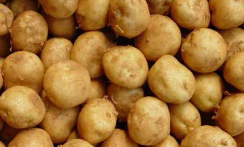 야라 감자 상품성 차별화를 위한 기비 프로그램 제공