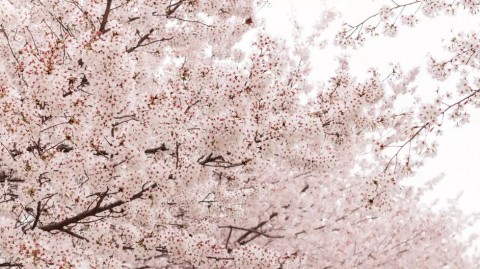 숨겨진 벚꽃 여행지로 유명한 한국의 벚꽃