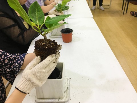 서울숲학교 퇴근후 숲으로 프로그램에서 플랜테리어를 주제로 공기정화식물로 화분을 만들고 있다