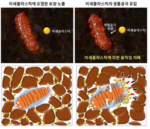 미세플라스틱에 의한 토양 내 톡토기의 움직임 저해