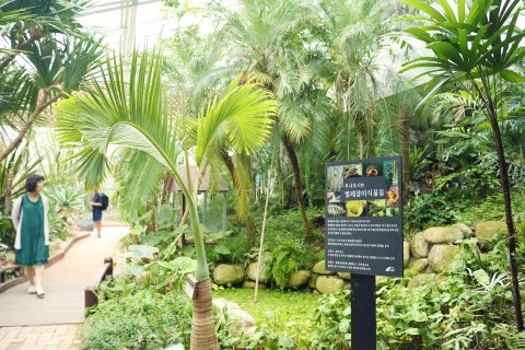 식충식물전시가 진행되는 곤충식물원에서는 식충식물 외에도 다양한 열대식물들을 함께 관람할 수 있다