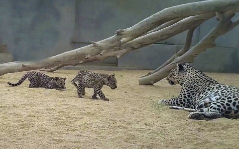 Saudi Arabia’s Royal Commission for AlUla Announces Birth of Two Arabian Leopard Cubs in Significant...