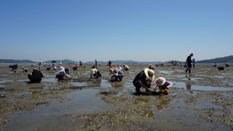 지난해 화성 백미리에서 열린 수협중앙회 소그룹 어촌 방문행사에서 참가자들이 조개캐기 체험을 하고 있다