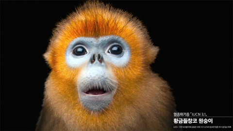 펜타클이 제작한 LG유플러스 ‘멸종동물 캠페인’ 영상에 등장하는 황금들창코 원숭이는 서유기의 손오공 모델인 멸종위기종 동물이다