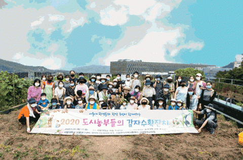 서울대 공대 오목형 옥상 텃밭에서 제7회 도시농부들의 감자수확잔치를 진행했다