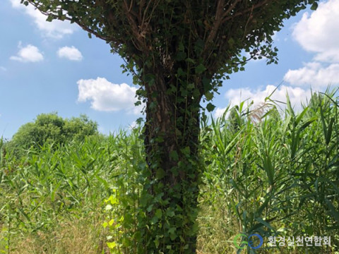 한강공원 나무를 뒤덮은 가시박