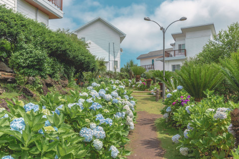 제주 허브동산이 수국 축제 기간을 맞아 6월 1일부터 진행했던 얼리버드 이벤트를 7월 31일까지 연장한다