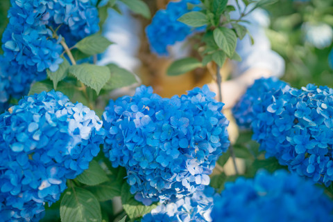 제주 허브동산이 수국 축제 기간을 맞아 6월 1일부터 진행했던 얼리버드 이벤트를 7월 31일까지 연장한다