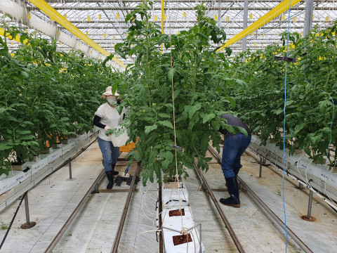 한농대 교직원들이 태풍 피해를 입은 전북 김제의 한 토마토 재배 농가를 방문해 일손돕기를 진행했다
