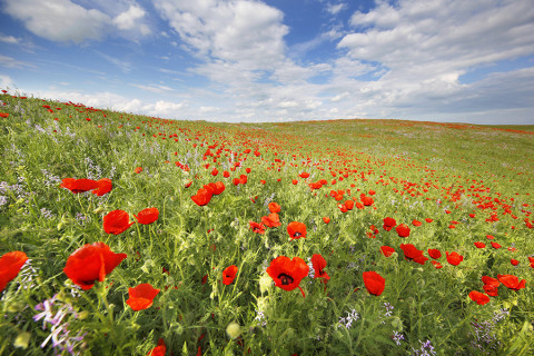 신구대학교식물원이 ‘식물의 또 다른 고향, 중앙아시아를 만나다’ 기획 전시를 연다