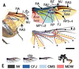 장수풍뎅이 뒷날개: (A) 접힌 모습과 펼쳐진 모습, (E) 실험에 사용한 날개