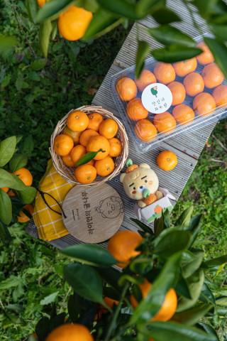 당신의 과수원 에디션 조생감귤 세트