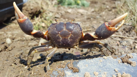 해양보호생물 갯게