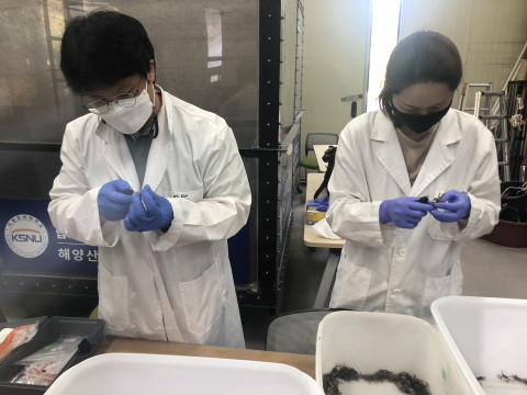 갯게 인공증식 연구에 매진하는 국립해양생물자원관 연구원