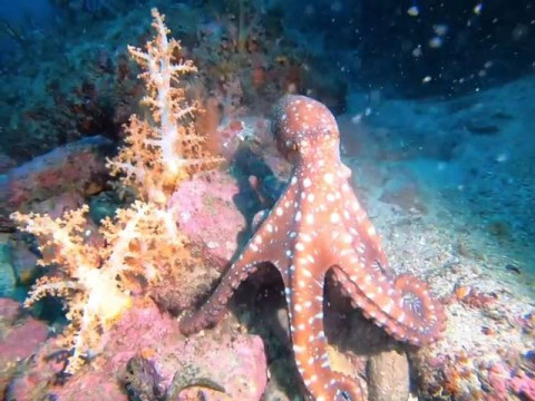 붉은흰반점문어