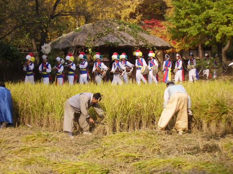 단오 벼 베기 행사