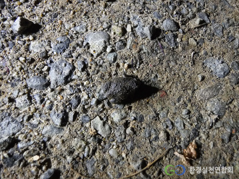 경기도 과천시 무내미골에 서식하는 법정보호종 맹꽁이(환경실천연합회)