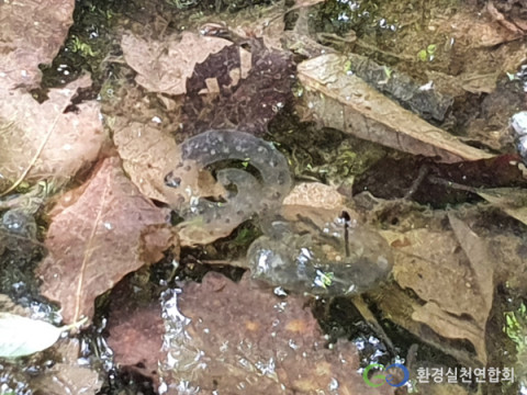 경기도 과천시 무내미골에 서식하는 법정보호종 도룡뇽알(환경실천연합회)