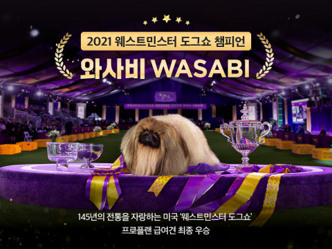 2021 웨스트민스터 도그쇼 우승견 와사비(Wasabi)