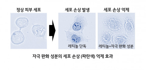 LG생활건강이 공개한 자극 완화 성분에 의한 레티놀 유래 세포 손상의 억제 효과