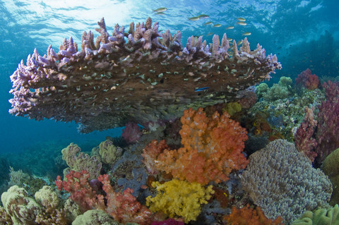 Mary Kay Inc. Finds Hope Through Super Reefs in Mission to Save Our Oceans