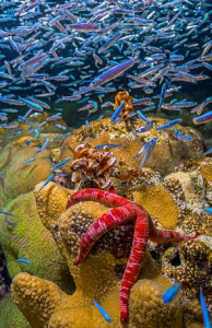 메리케이는 유엔 해양관리연합에 가입해 해양 보호·보존 활동을 강화한다