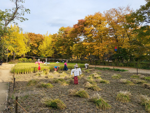한국민속촌 벼 베기