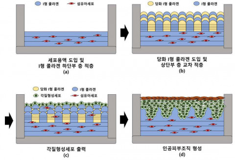 3D바이오프린팅을 통한 노화된 피부의 구현 방법