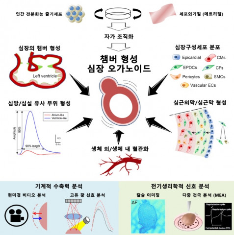 심장 오가노이드 연구 개요