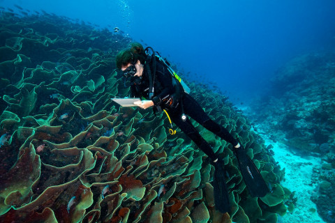 Dr. Elizabeth McLeod, The Nature Conservancy’s Global Oceans Director, conducting research in Ulong 