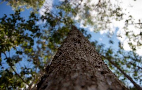 To date, Mary Kay and the Arbor Day Foundation have planted 1.3 million trees through its partnershi