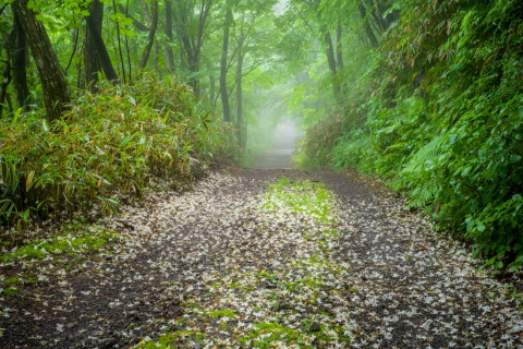참여작가_유수찬_숲에서 길을 묻다