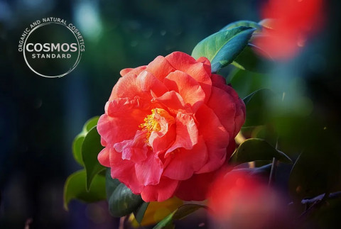 아모레퍼시픽, 동백 원료 COSMOS 승인