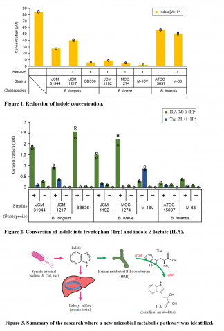 Human-Residential Bifidobacteria (HRB) strains such as Bifidobacterium longum BB536, B. breve M-16V,