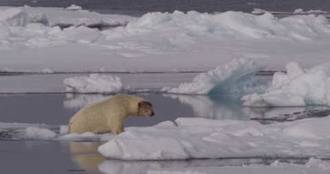 해빙 위를 아슬아슬하게 걸어가는 북극곰 영상 갈무리(© Shutterstock, Henry Harrison, WWF)