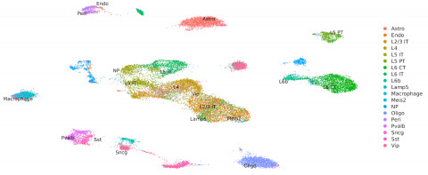 Preliminary data from Parse’s chromatin assay showing clustering of mouse brain nuclei based on DNA 