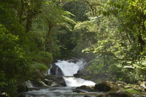 (Credit: Reservas Votorantim) Images of Legado das Águas – Atlantic Forest Reserve in Brazil