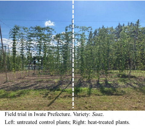 Field trial in Iwate Prefecture. Variety: Saaz. Left: untreated control plants; Right: heat-treated