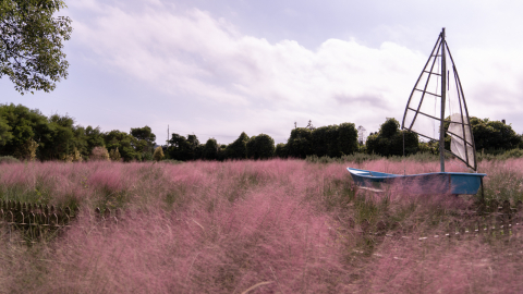 제주허브동산 핑크뮬리 돛단배 포토존