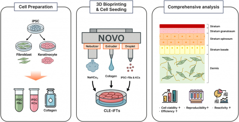 3D바이오프린팅 기반 유도만능줄기세포(iPSCs) 전층 인공피부(CLE-iFTs) 제작