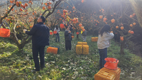 지역 일손돕기를 위한 감따기 모습