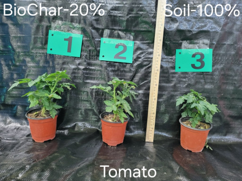 토마토. 1/2번이 바이오차 20%/40%, 3번이 흙 100%