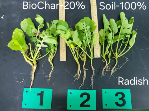 무. 1/2번이 바이오차 20%/40%, 3번이 흙 100%