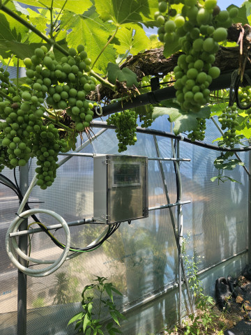 와인용 포도 정밀 재배 시스템 실증 현장