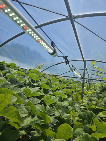 와인용 포도 정밀 재배 시스템 실증 현장