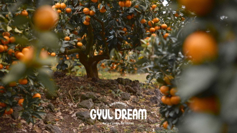 농업회사법인 비비드드리머는 ‘일상의 행복을 꿈꾸는 사람들’이라는 슬로건 아래 제주 기반 농업·유통 경험을 살려 로컬 특산물의 가치를 재발견하는 기업이다. 서귀포시 서홍동에 위치하며