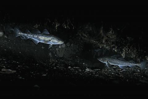 ‘제4회 수중사진 공모전’ 대상 ‘대구, 고요한 교감’