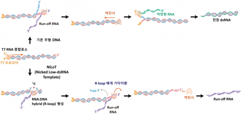 NiLoT 전략에 의한 dsRNA 생성 억제 메커니즘 개념도