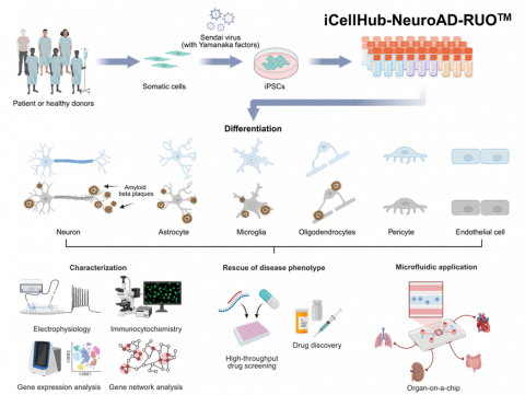 알츠하이머 세포주 구축 모식도